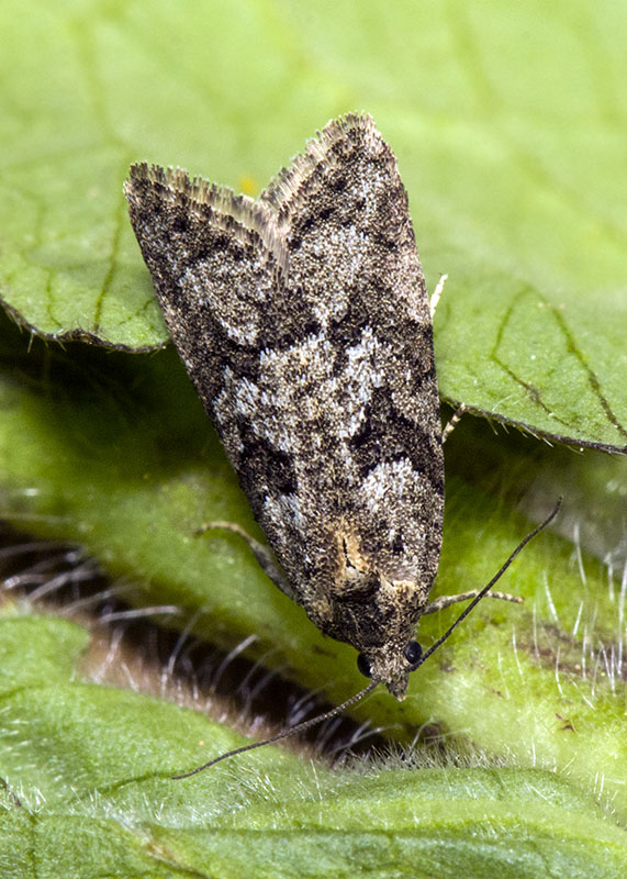 Tortricidae - Cnephasia communana